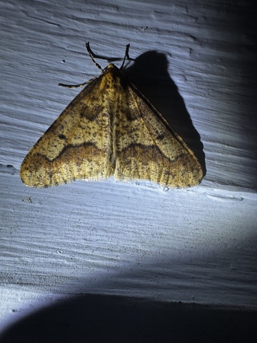 Mottled Umber