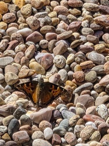 California Tortoiseshell