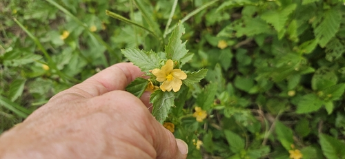 Malvastrum coromandelianum observed 2026-09-18