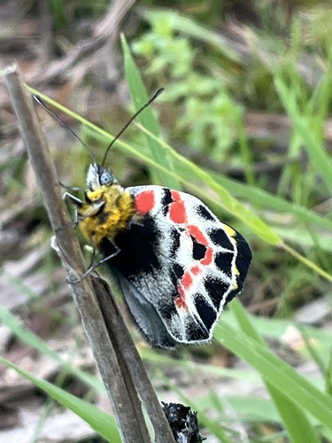 Imperial Jezebel