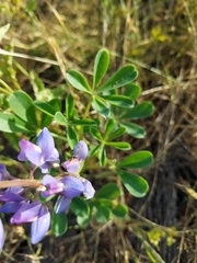 Lupinus succulentus