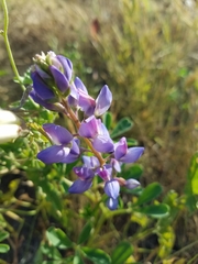 Lupinus succulentus