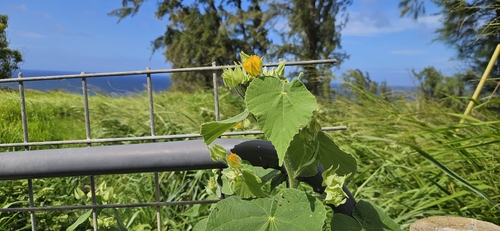Abutilon grandifolium observed 2026-09-18