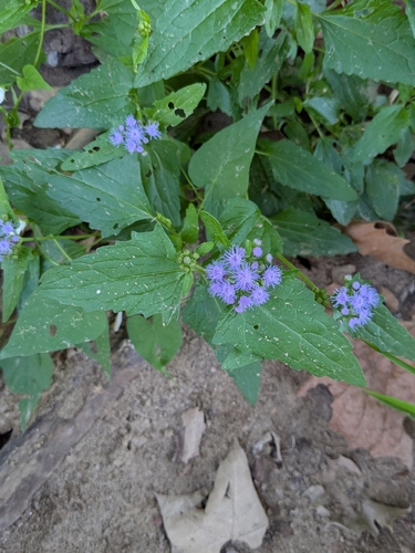blue mistflower