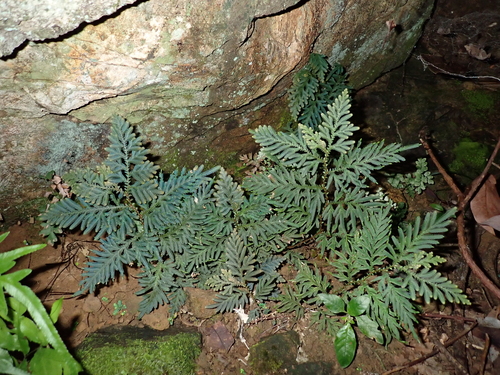 Selaginella delicatula observed 2026-09-09
