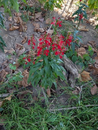 cardinal flower