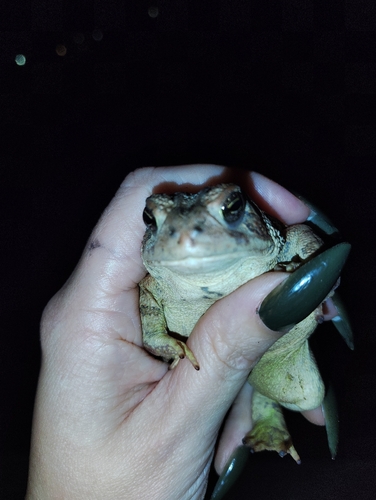 Woodhouse's Toad
