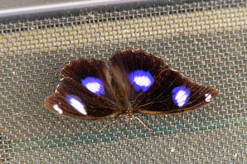 Great Eggfly