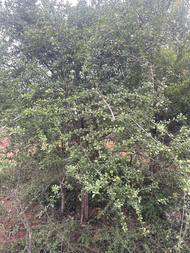 Catunaregam spinosa observed 2026-09-19