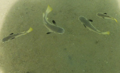 Ellochelon vaigiensis