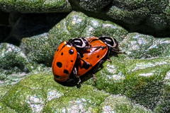 Hippodamia convergens