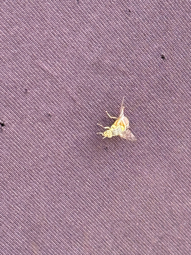 Oriental Fruit Fly