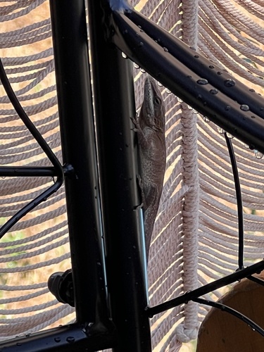 Green Anole