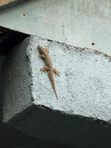 Hemidactylus platyurus