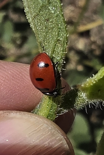 Transverse Lady Beetle