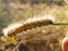 Estigmene acrea