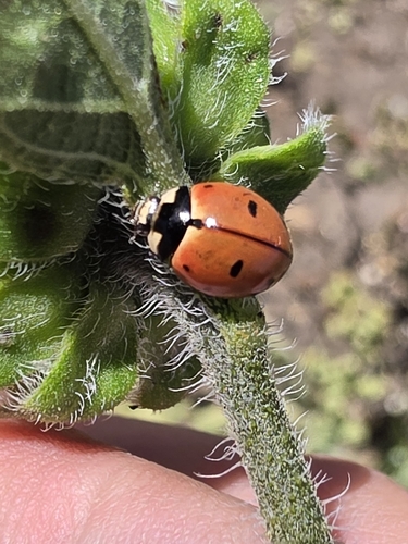 Nine-spotted Lady Beetle
