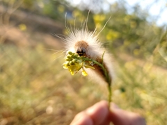 Estigmene acrea