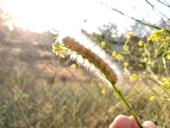 Estigmene acrea
