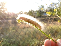 Estigmene acrea