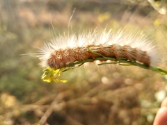 Estigmene acrea