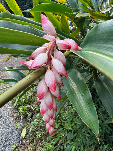 Alpinia zerumbet observed 2026-09-10