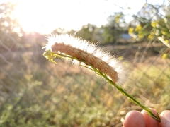 Estigmene acrea