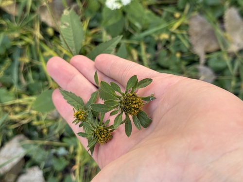 Bidens vulgata