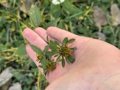 Bidens vulgata