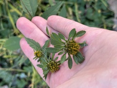 Bidens vulgata, photograph (c) Tanner Barnharst, some rights reserved (CC BY)