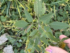 Bidens vulgata, photograph (c) Tanner Barnharst, some rights reserved (CC BY)