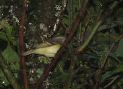 Mecocerculus