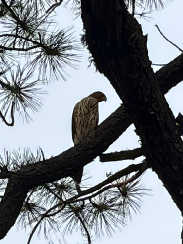 Cooper's Hawk