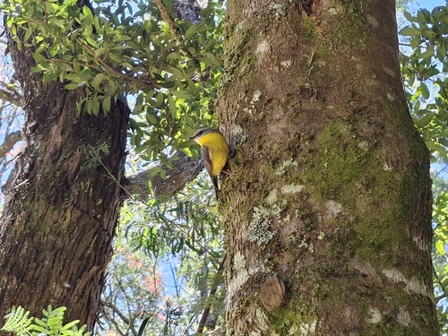 Eastern Yellow Robin
