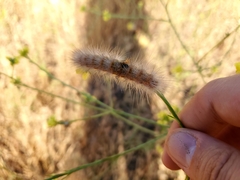 Estigmene acrea