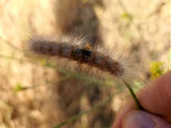 Estigmene acrea
