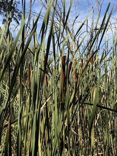 Typha angustifolia, photograph 3