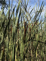 Typha angustifolia, photograph (c) Tanner Barnharst, some rights reserved (CC BY)