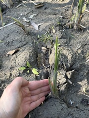 Typha angustifolia, photograph (c) Tanner Barnharst, some rights reserved (CC BY)