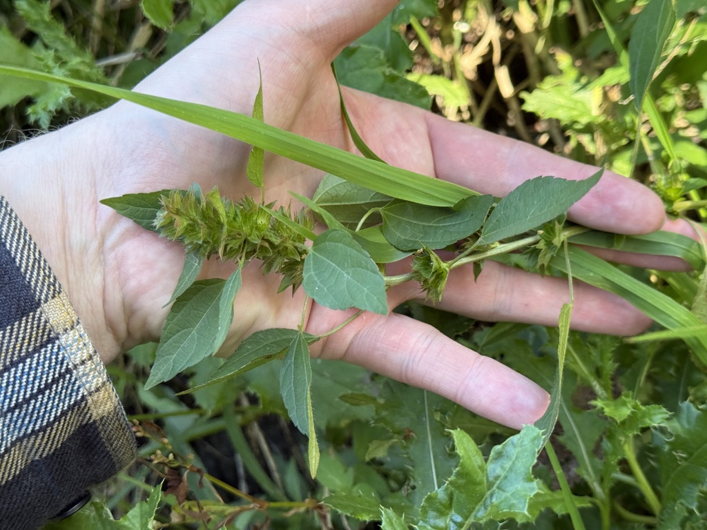 Acalypha rhomboidea; photograph (c) Tanner Barnharst, some rights reserved (CC BY)