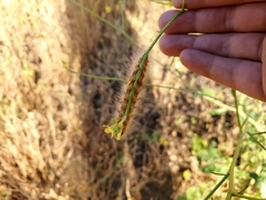 Estigmene acrea