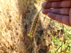 Estigmene acrea