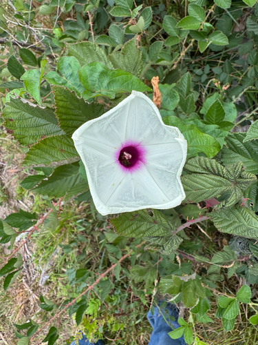 Ipomoea pandurata, photograph 2