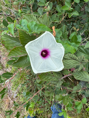 Ipomoea pandurata, photograph author not stated, no rights reserved