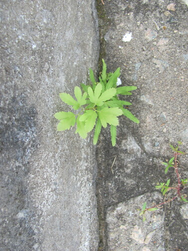 Lygodium venustum, photograph 4
