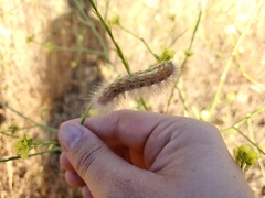 Estigmene acrea