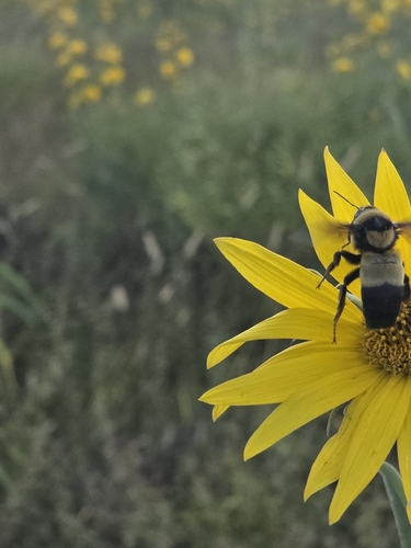 Southern Plains Bumble Bee
