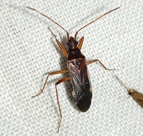 Ozophora trinotata