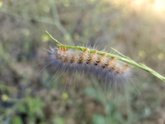 Estigmene acrea