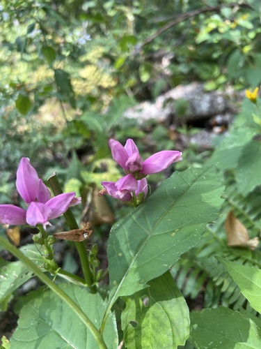 pink turtlehead